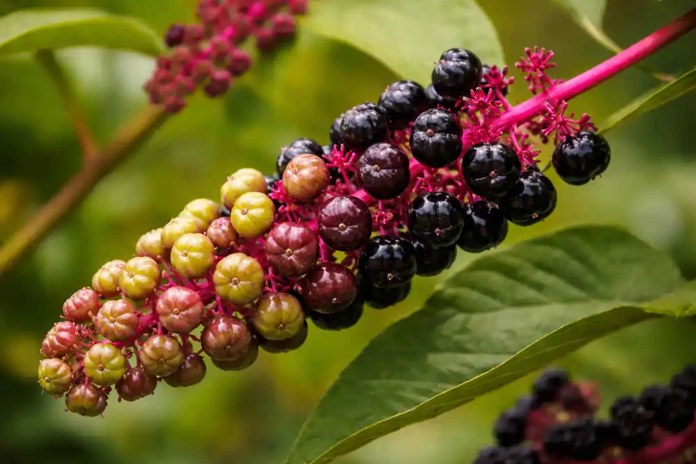 what-happens-if-you-eat-pokeweed-berries