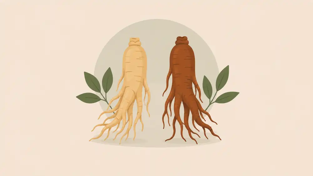 Red-Ginseng-vs-White-Ginseng