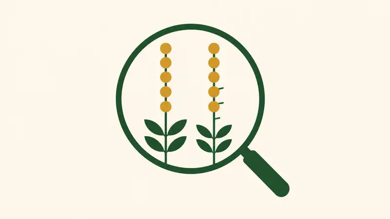 Agrimonia eupatoria vs Agrimonia pilosa