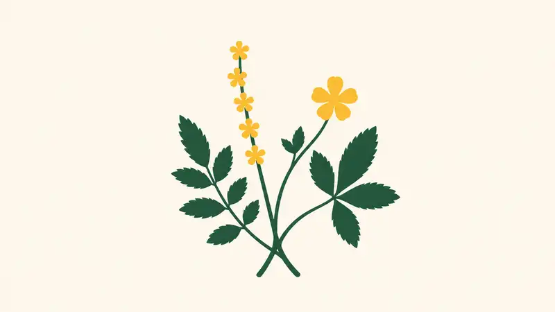 Agrimony vs Cinquefoil