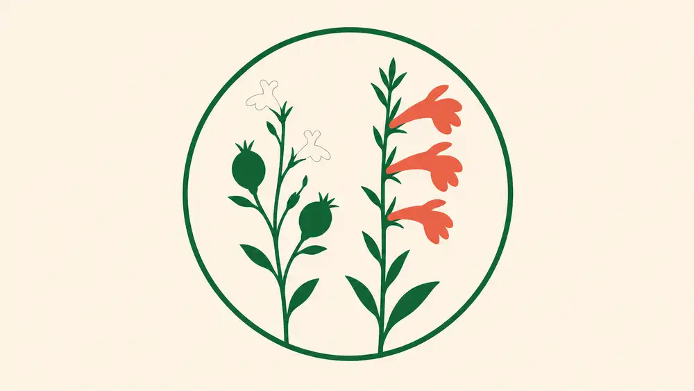 Lobelia inflata vs Lobelia cardinalis
