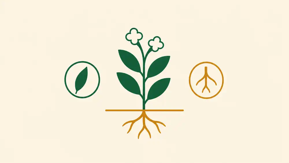 What Part of Lobelia Is Used in Supplements